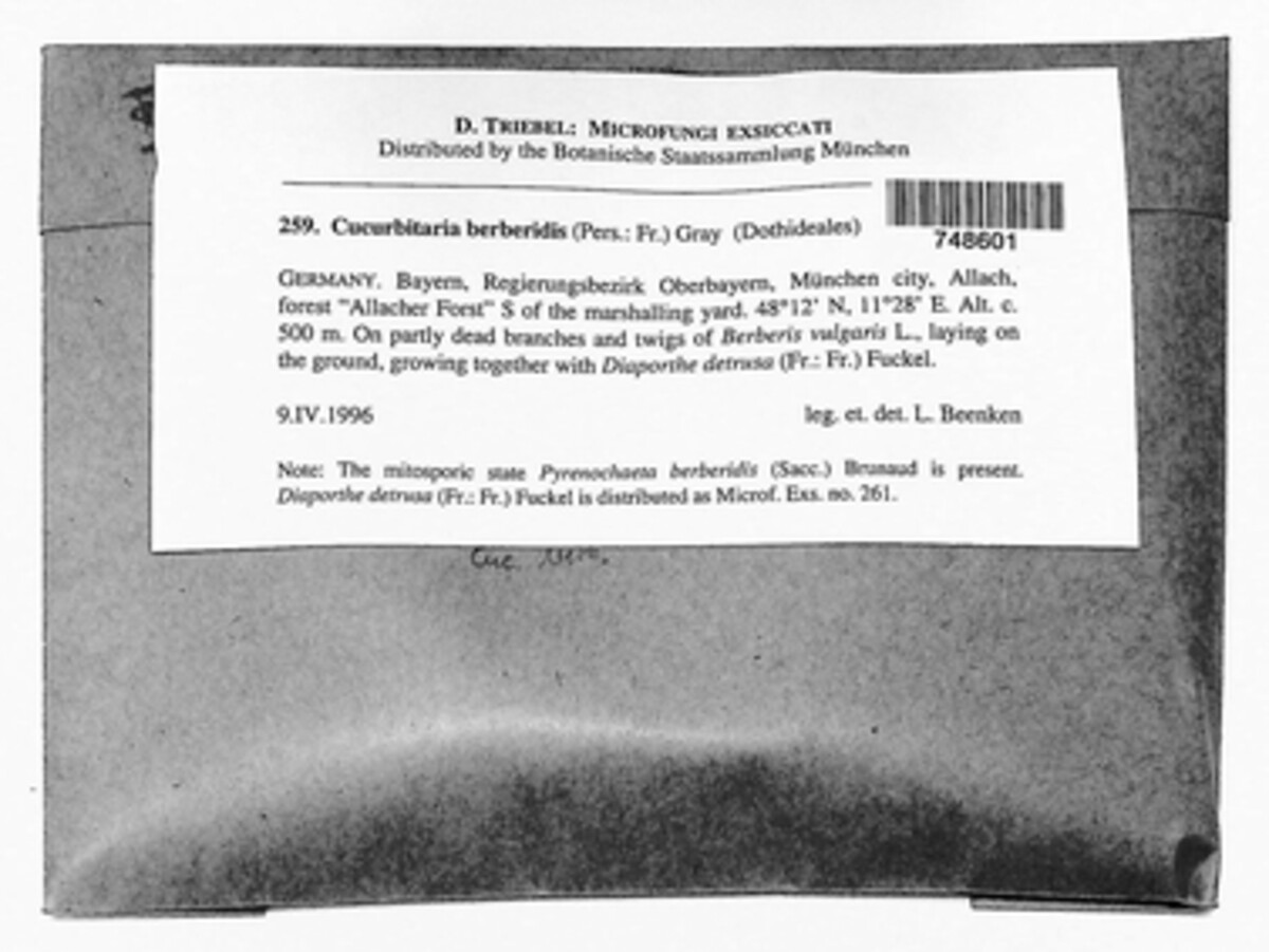 Cucurbitaria berberidis image
